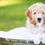 Natural remedies for common pet issues